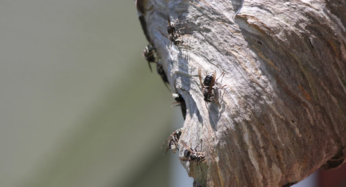 A bald-faced hornet nest, papery and grey
