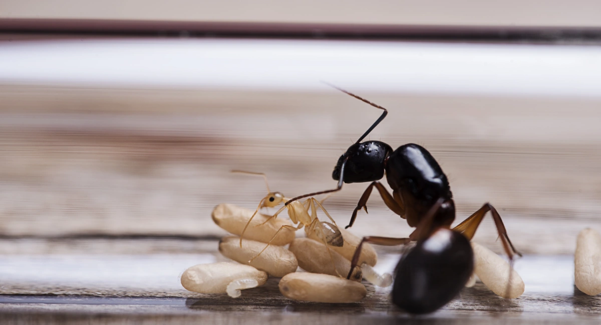 A queen carpenter ant with worker and pupa