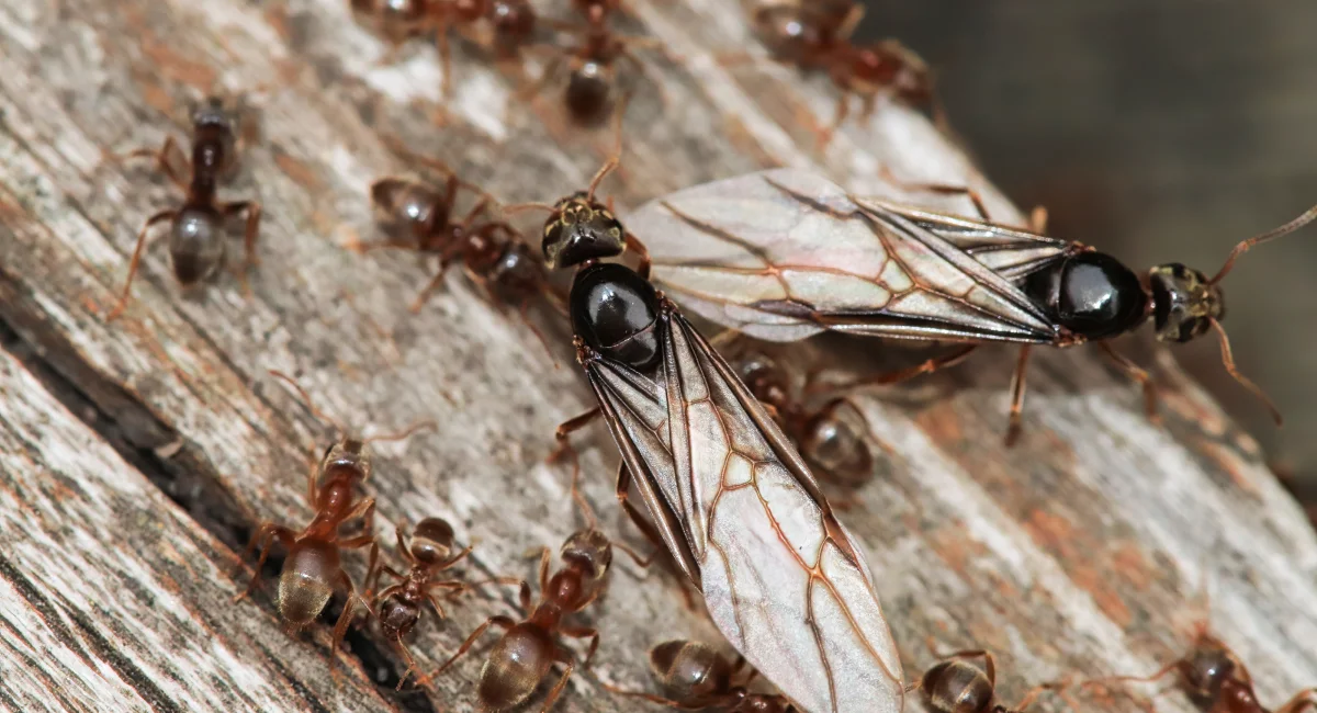 Macro of the Colorado Field Ant queens emerging and resting on wood.