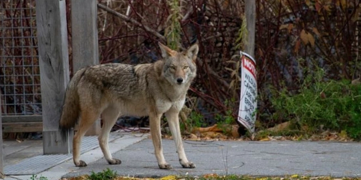 Brown, tan, and black coyote walking out of a caged in area.