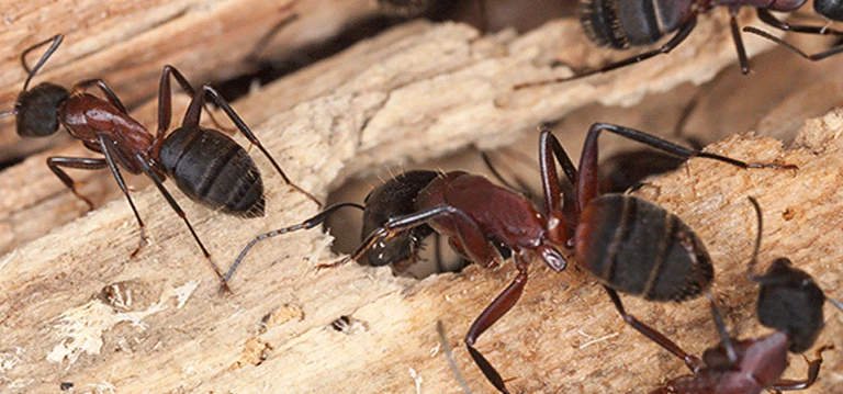 Fire ant