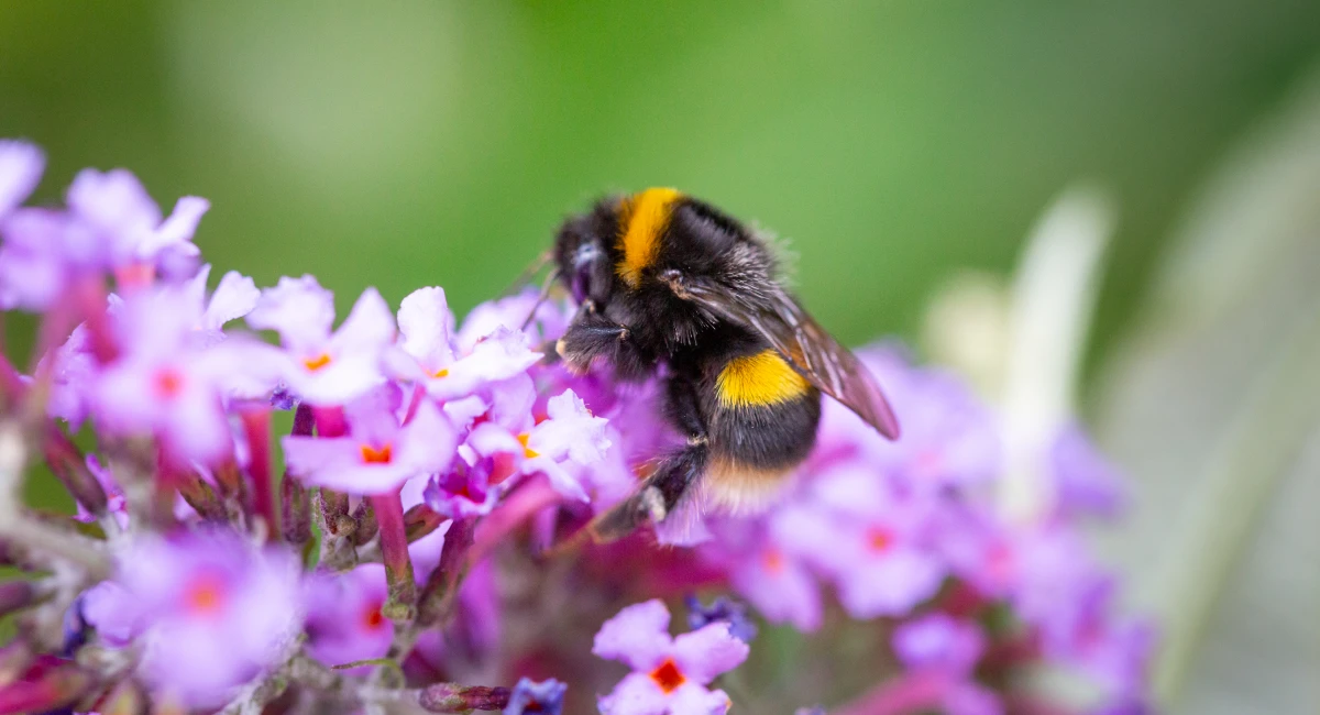 Bumblebee feeding on purple blossom