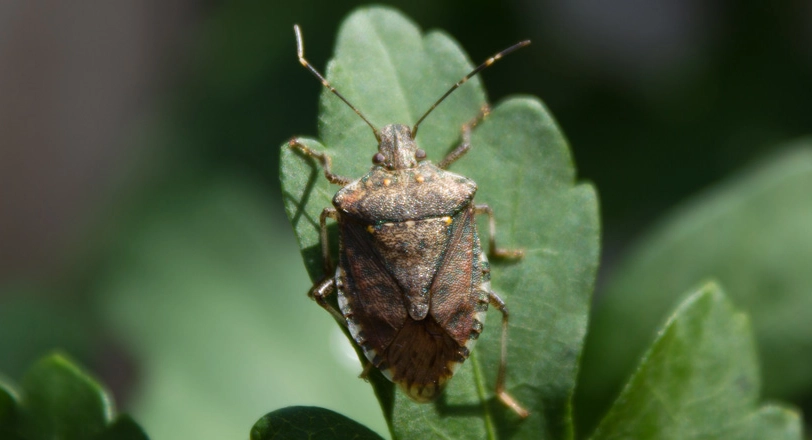 Stink bug on a leaf