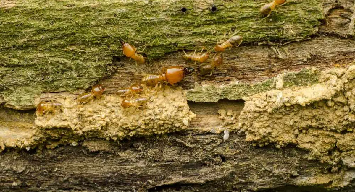 Drywood termite