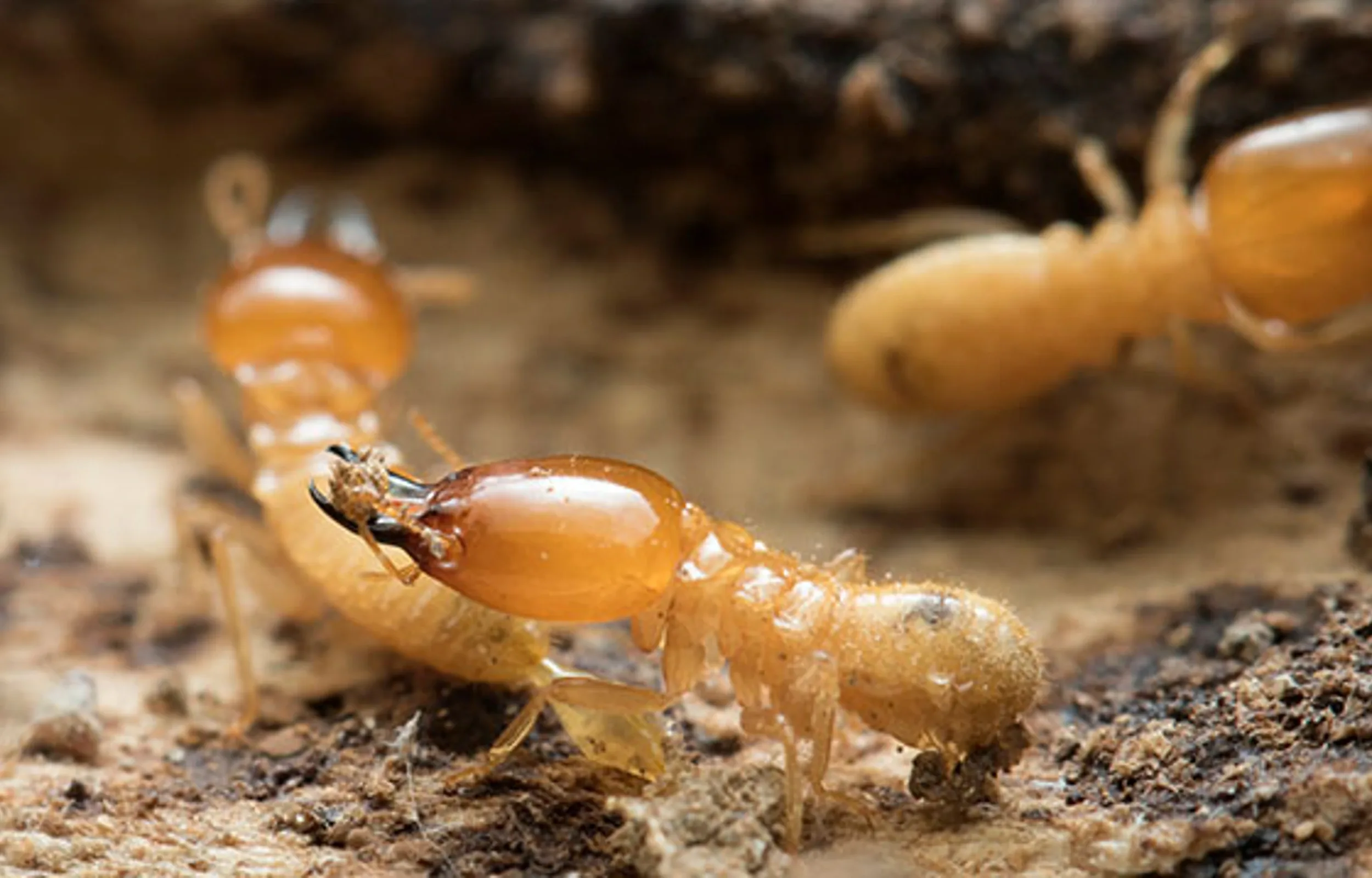 termites