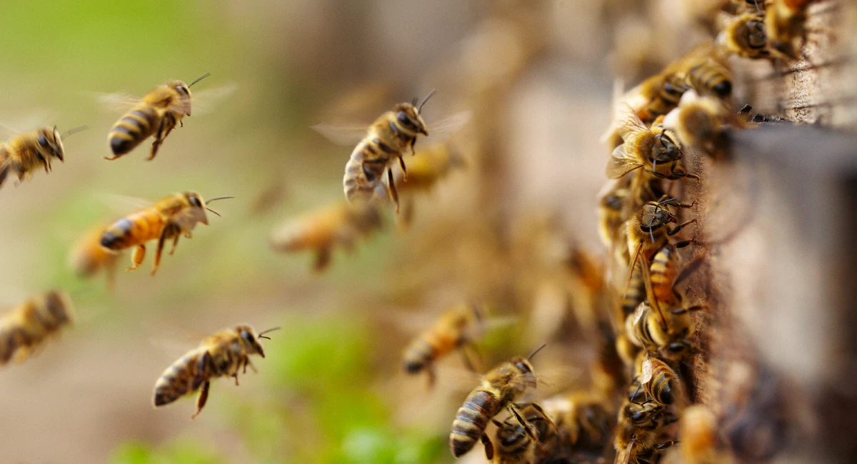 Bees