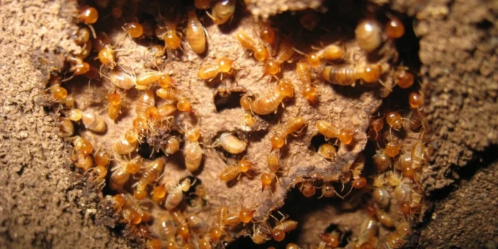 subterranean termite
