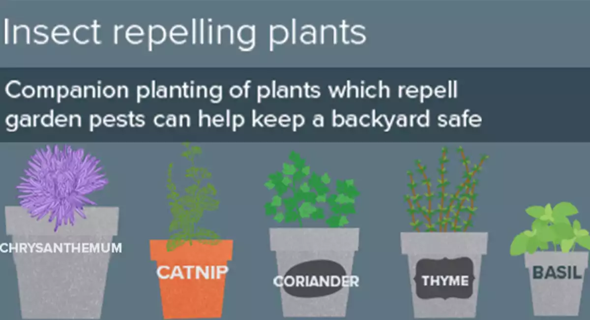 Insect repelling plants