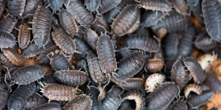 bugs with lots of legs