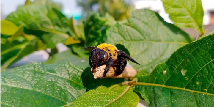 Bee