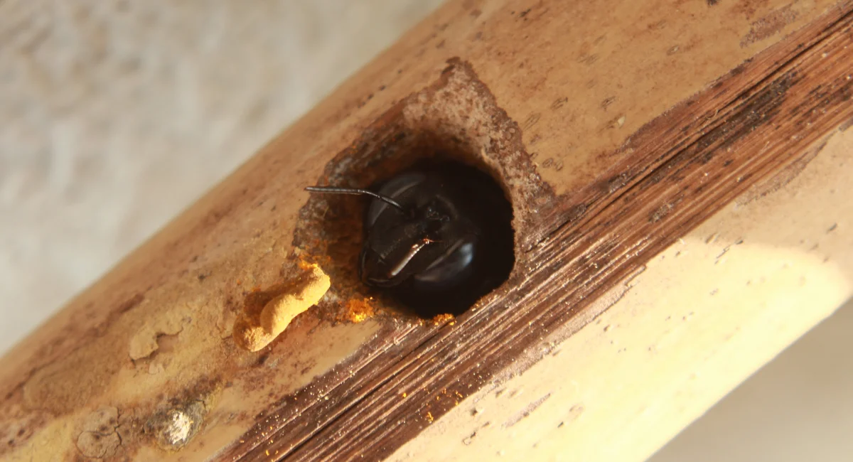 A carpenter bee emerges from a round hole - no larger than its body - in some wood
