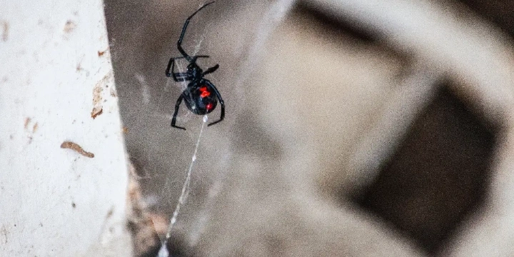 Black widow