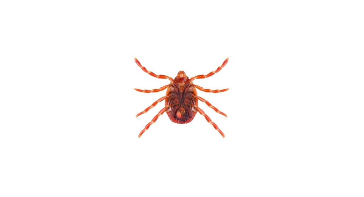 brown dog tick