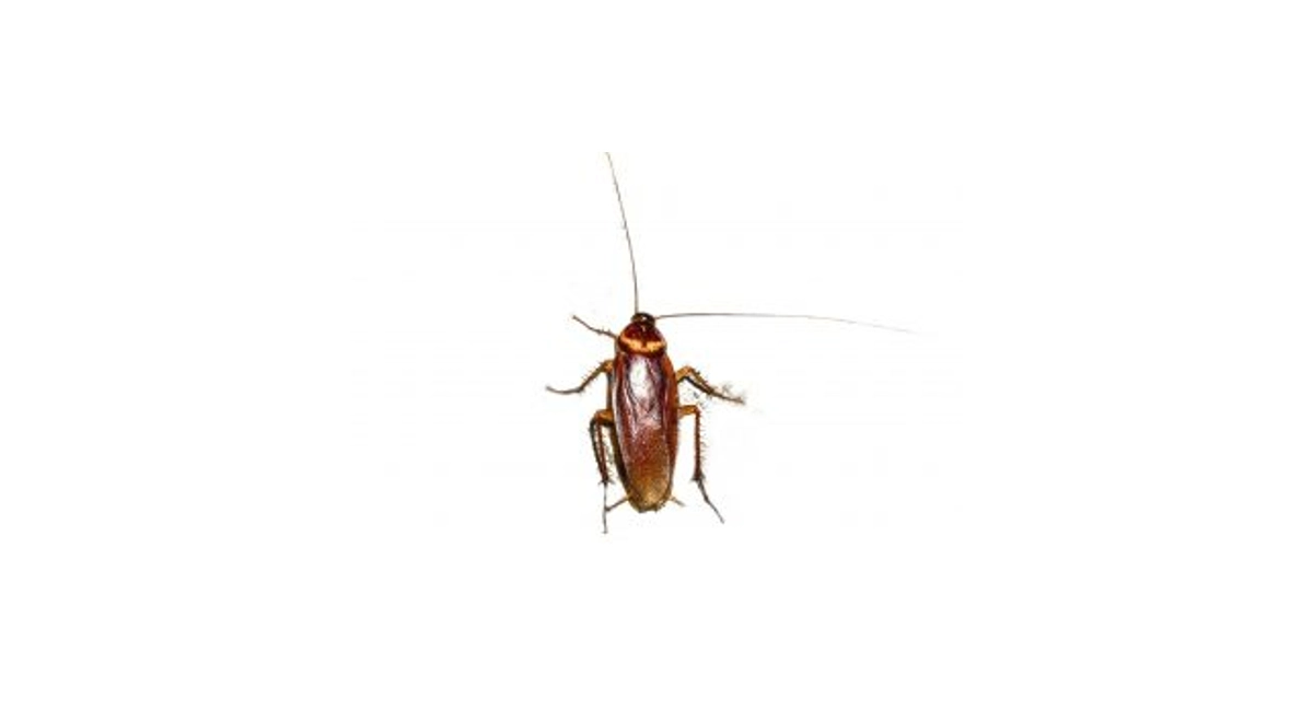cockroach