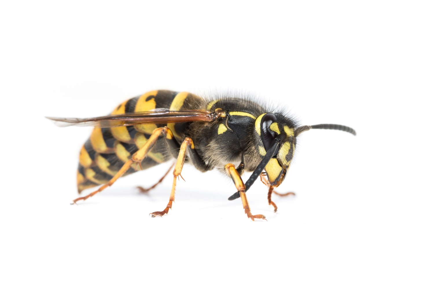 Wasp