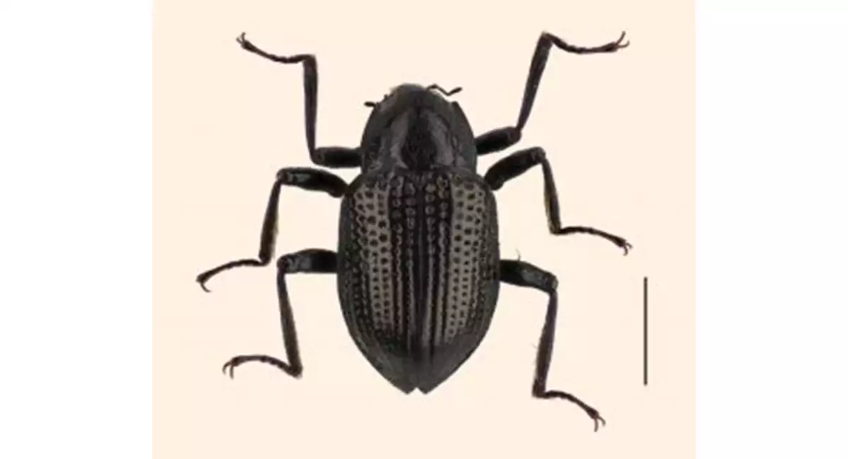 Leonardo DiCaprio beetle