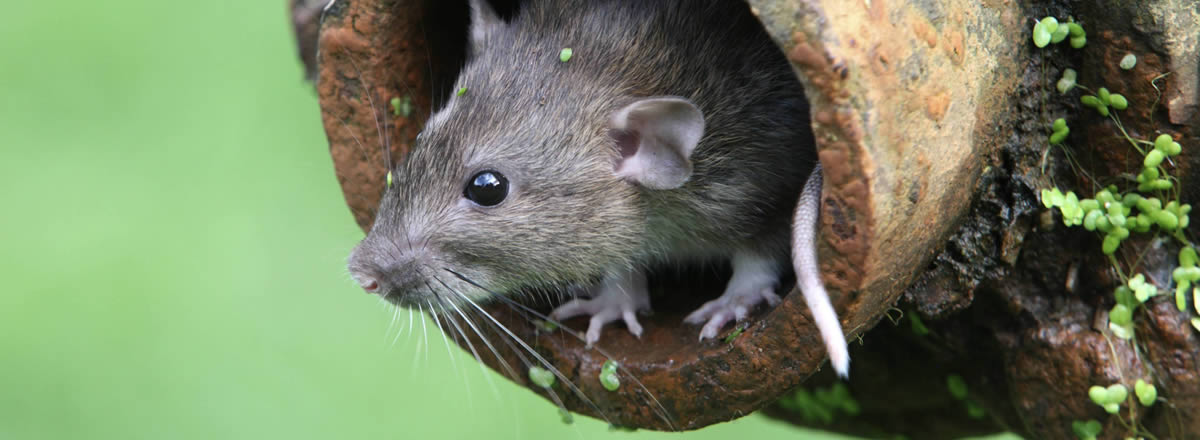 Rat in tree