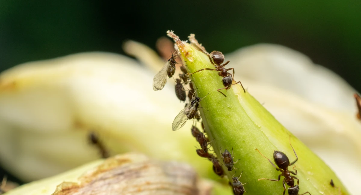 A group of ants crawling on a flower stem, some with wings