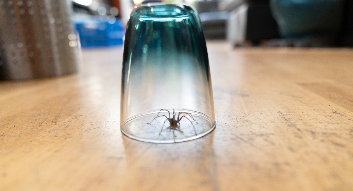 Spider under drinking glass