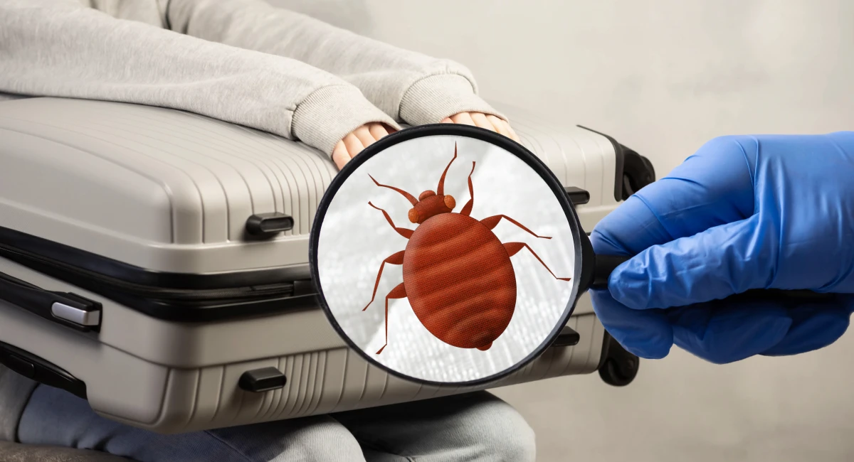 Bed bugs in a suitcase 