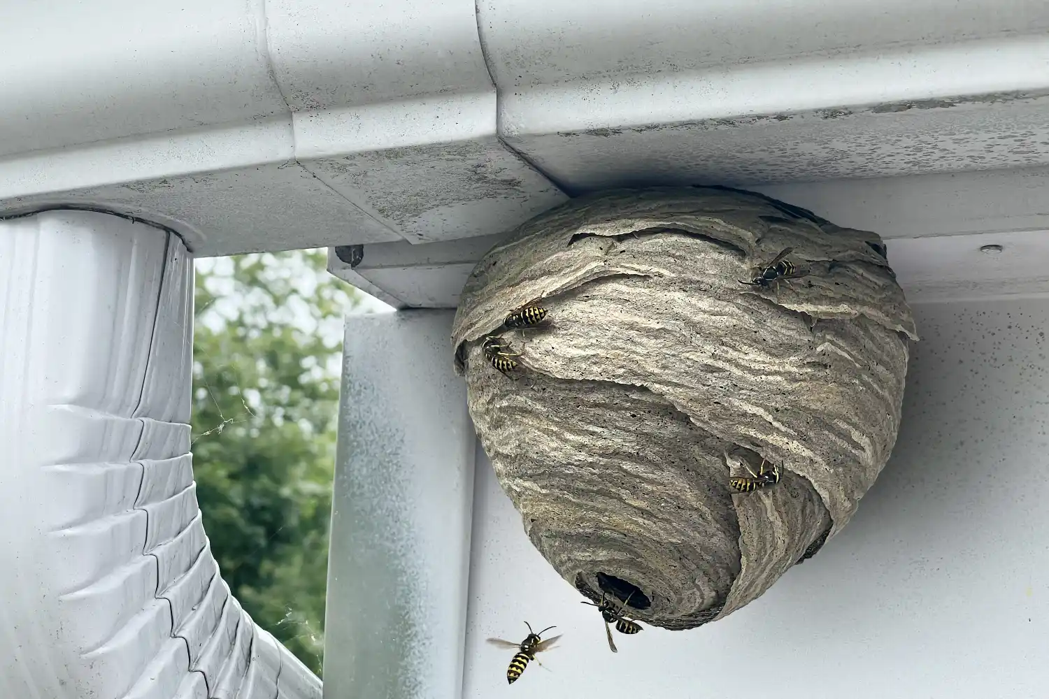 Yellow jacket wasps fly around a nest underneath a roof’s guttering
