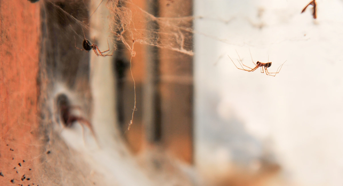 Several small spiders crawl over a web