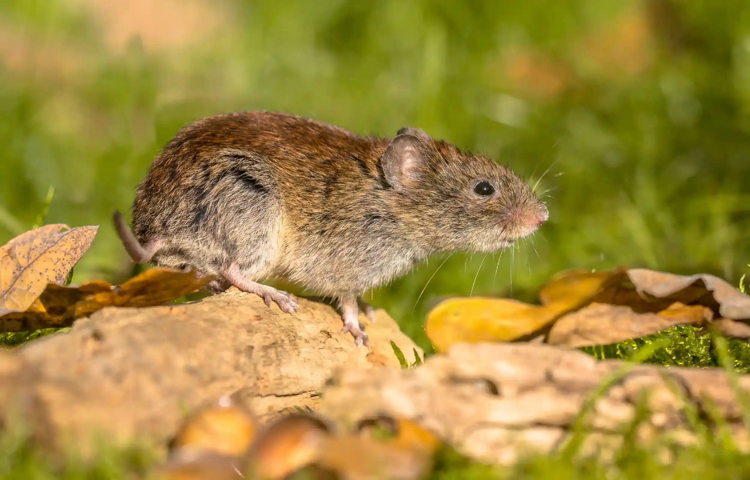 ground vole in sand
