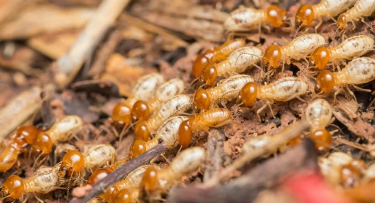 Termite