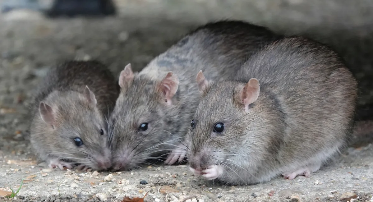 Rat Example 6 Important Rat Facts You Should Know | Western Exterminator