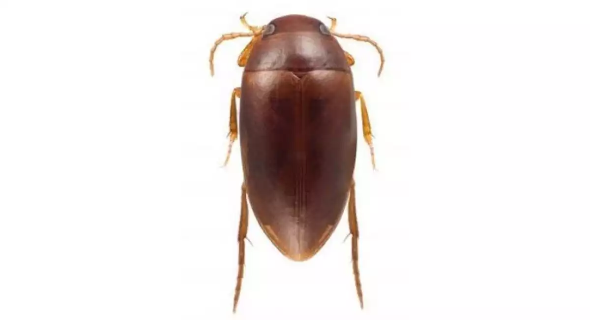stephen colbert beetle
