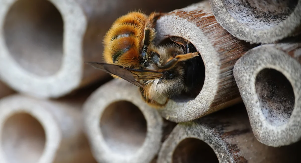 Mason bee