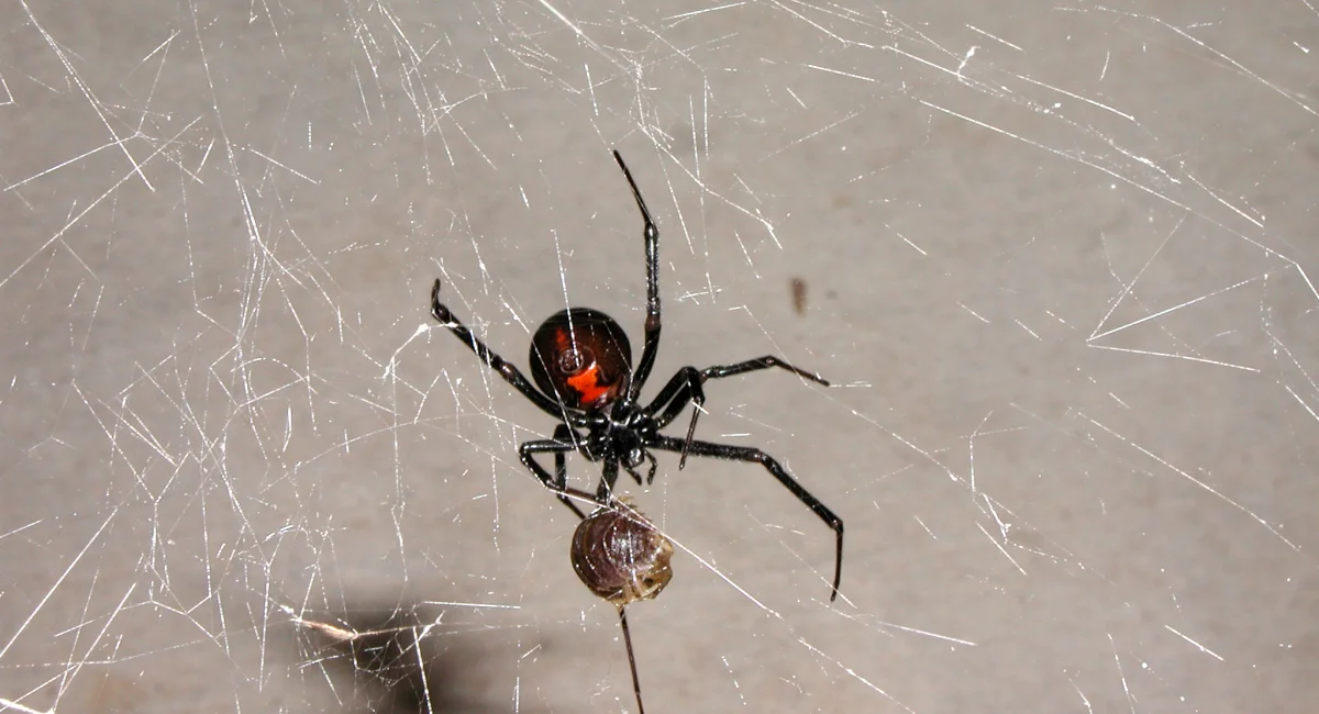 black widows
