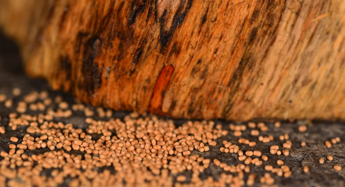 A close-up of termite frass - little brown pellets