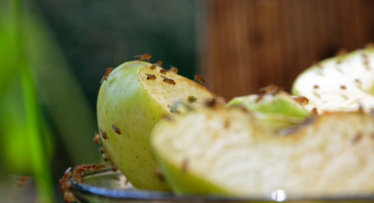 Fruit flies gather around the edge of a saucer and on the apples on it Caption: Fruit flies on an apples