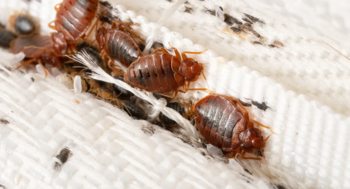 Bed bugs