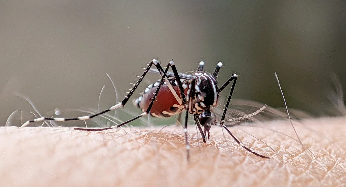 A mosquito sucking blood