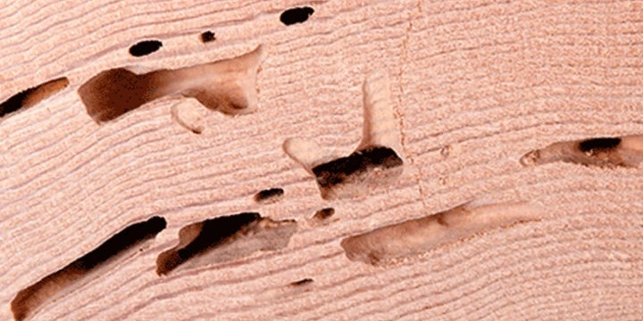 Signs of termite damage to wood