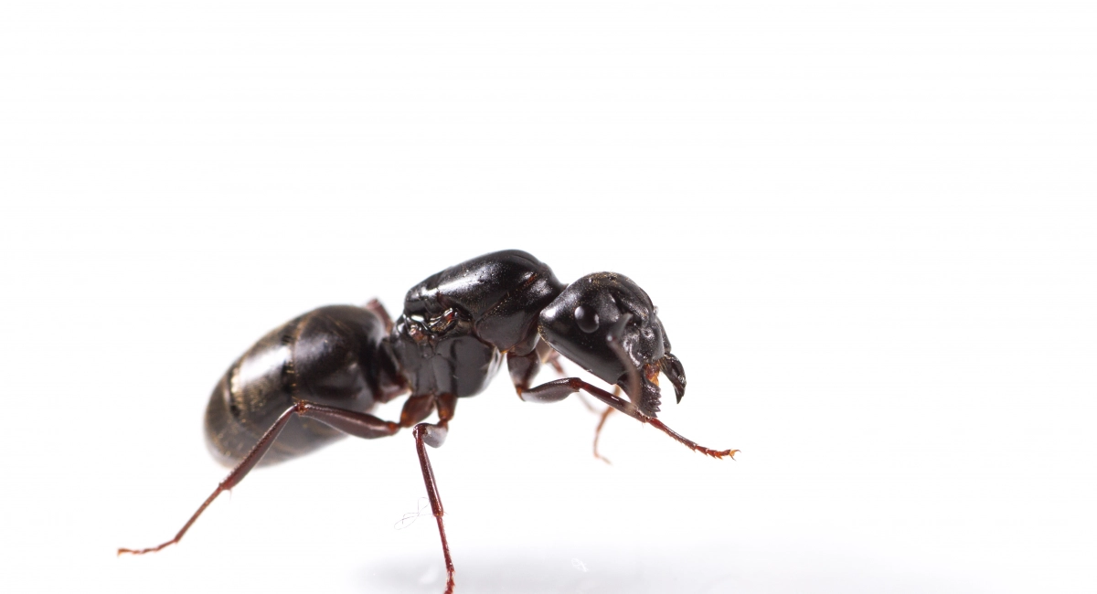 Carpenter ant