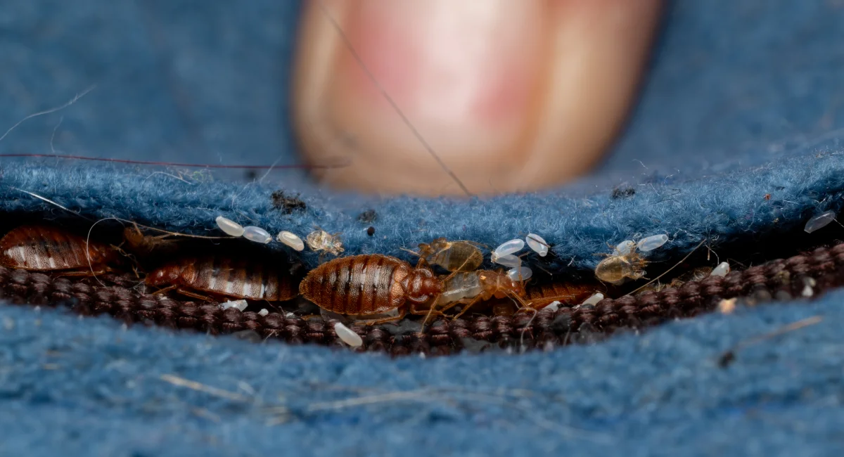 Bed bugs infestation in mattress seam 
