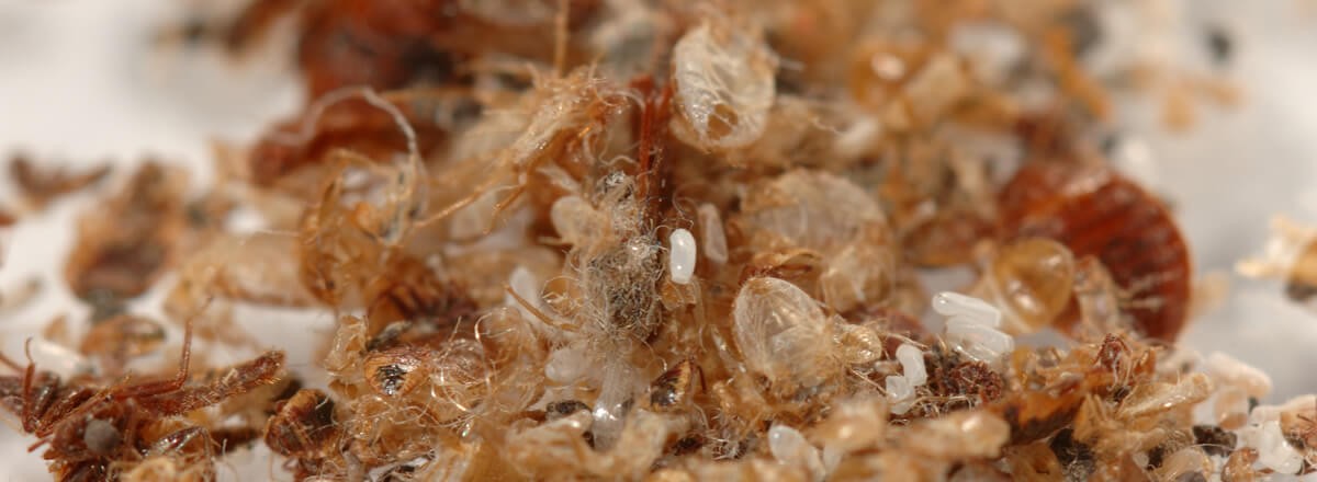 signs of bed bugs