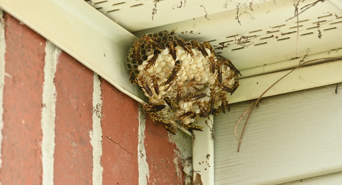 A paper wasp nest built in the corner of a home's exterior