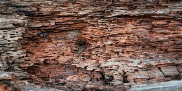 Wood damage