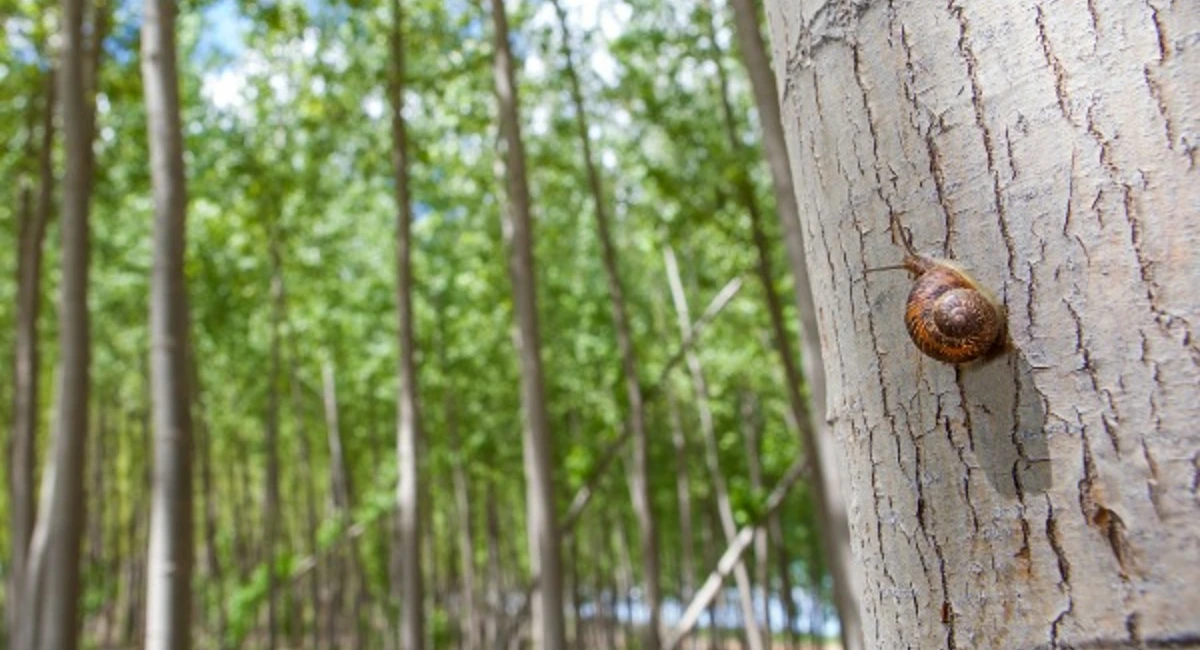 Snail on tree in the wood