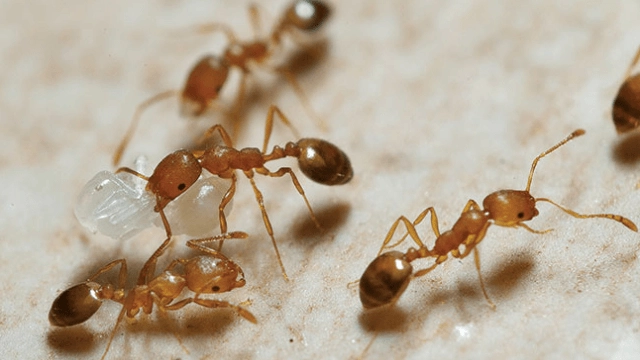 ants