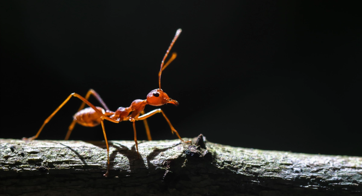 Red imported fire ant worker on tree.