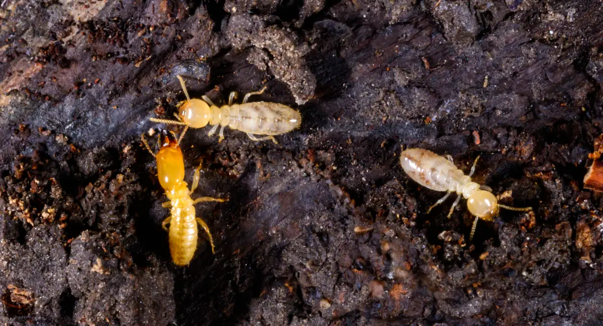 Subterranean termites, termites living under rotten wood old tree stump
