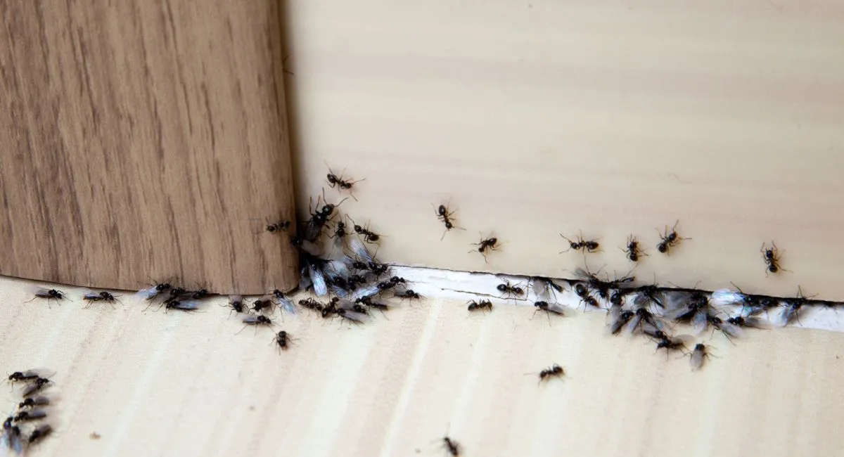 Ants in home