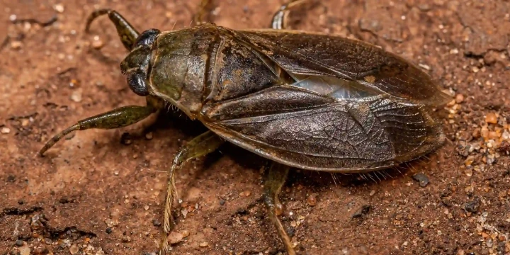  A giant water bug