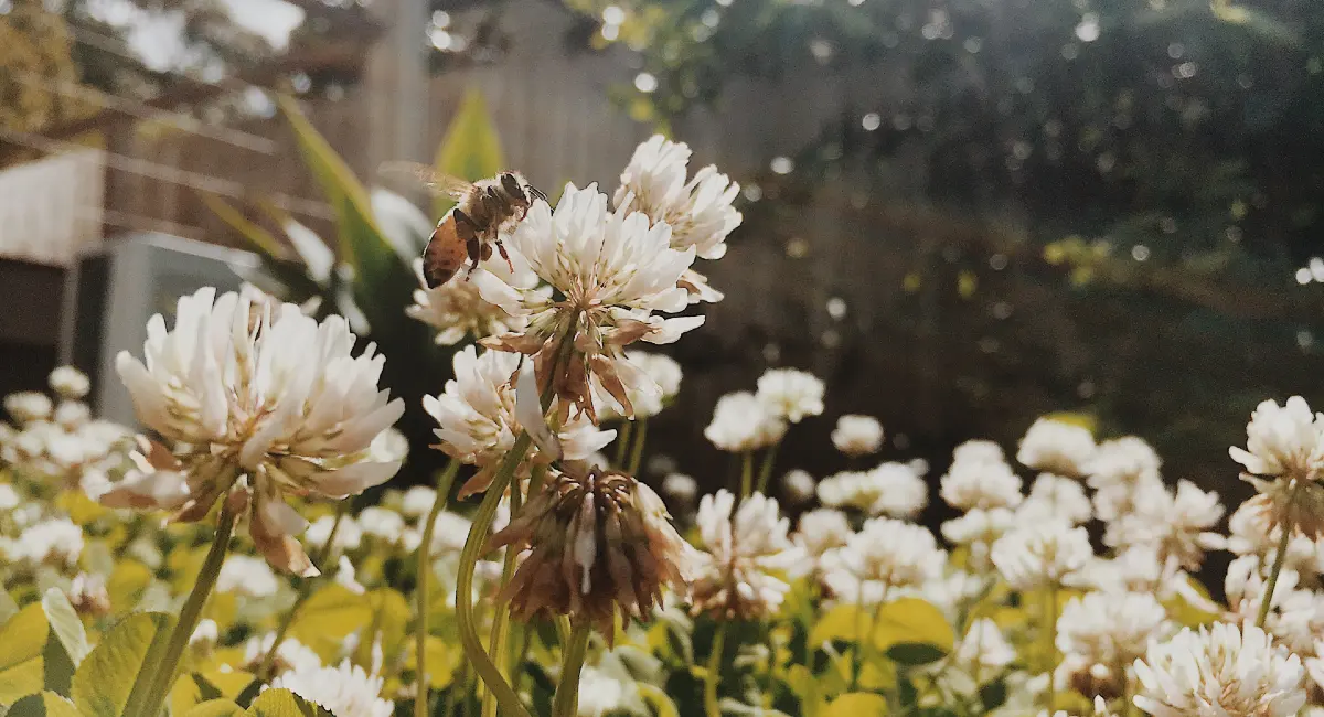 Bee in the garden