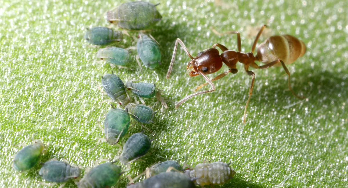 Argentine ant tending cotton aphids